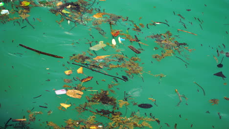 Leaves-and-dirt-swimming-in-Beautiful-ocean-water-of-Koh-Phangan-in-Thailand,-close-up