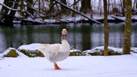 Goose-in-the-snow-in-winter-time,-standing-near-the-river-and-observing-natural-environment,-idyllic-and-tranquil-atmosphere