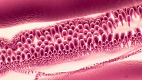 intricate microscopic view of cellular structures in vibrant pink tones showcasing biological patterns and textures