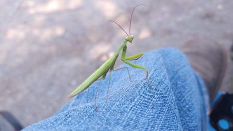 praying mantis on jeans - close up