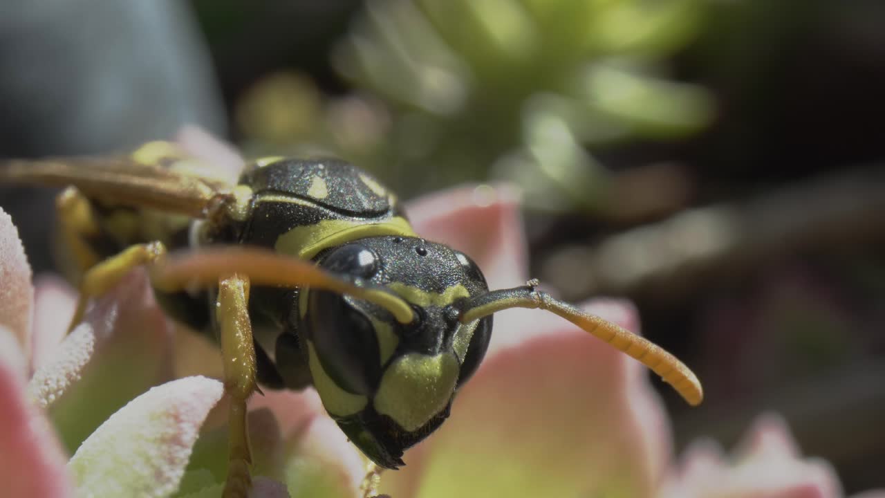 ピンクの多肉植物の上で触角を動かすスズメバチの頭部の超マクロクローズアップ。その精密な昆虫の目と生体は、自然の中でプローブレンズにより詳細に捉えられている。