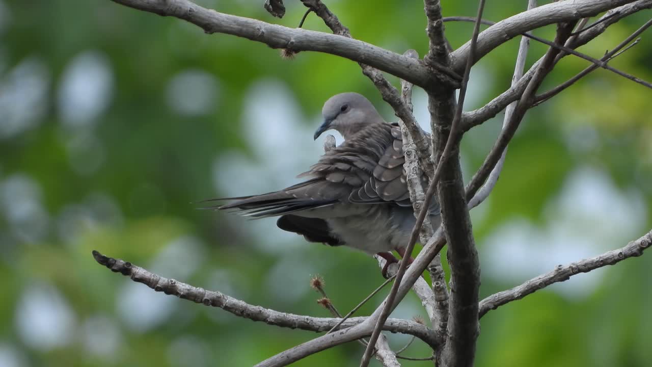 Tórtola oriental descansando en un árbol UHD Mp4 4k