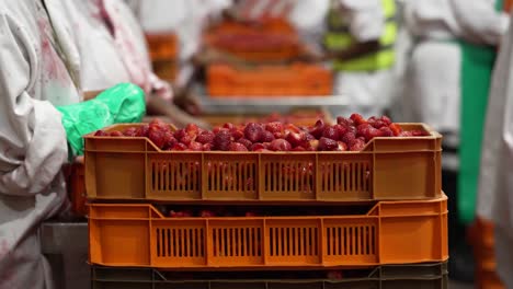 production line in a factory where people are cutting and handling strawberries for sale