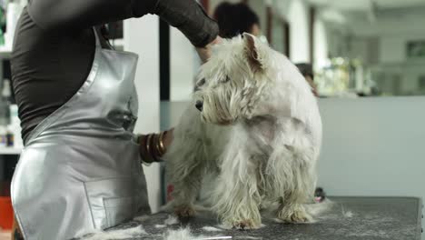 dog grooming