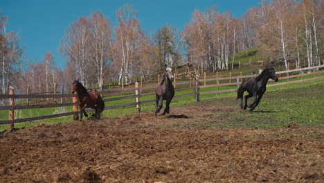 strong healthy horses run along field and brown runs past barrier