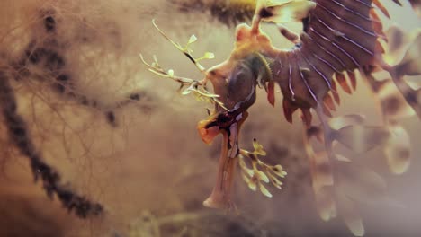 dragón de mar frondoso con huevos macro primeros planos 4k cámara lenta