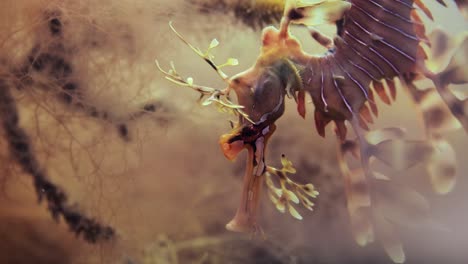 leafy sea dragon with eggs macro close ups 4k slow motion