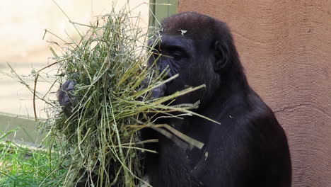 Western-lowland-zoo-gorilla-sits-by-wall-and-slowly-eats-grass