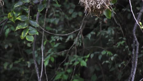 Pájaro-Tejedor-Amarillo-Brillante-En-Su-Nido-Colgando-De-Ramas-En-Los-Jardines-Botánicos-Nacionales-Walter-Sisulu-En-Roodepoort,-Sudáfrica