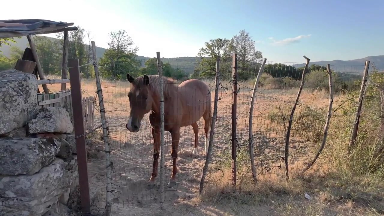 Bellissimo cavallo marrone che si agita e solleva polvere dietro una recinzione rustica in campagna.