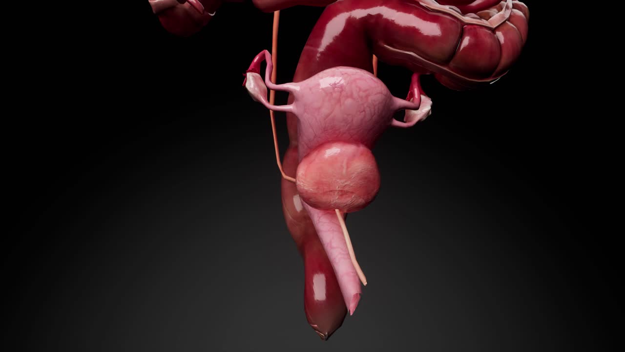 sistema reproductivo femenino anatomía concepto médico animación en 3d