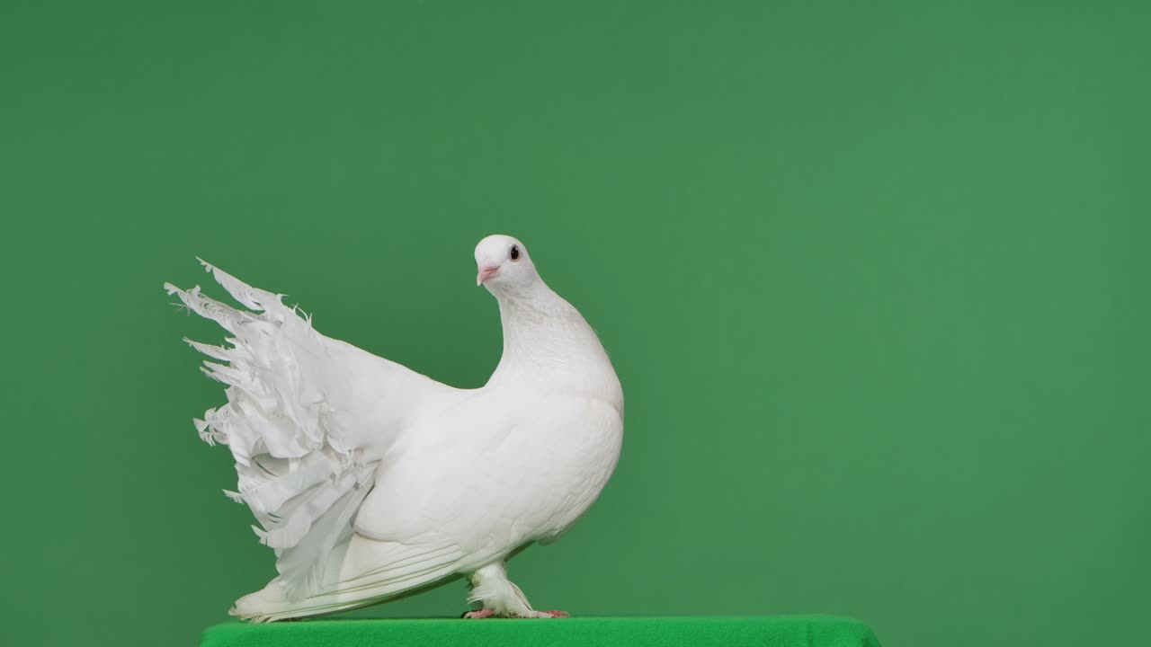 털을 가진 아름다운 비둘기의 측면 뷰: 새가 녹색 화면 크로마 키를 가지고 스튜디오에 앉아 있습니다. 털이 있는 비둘기는 리를 습니다. 가까이 가십시오. 느린 모션.