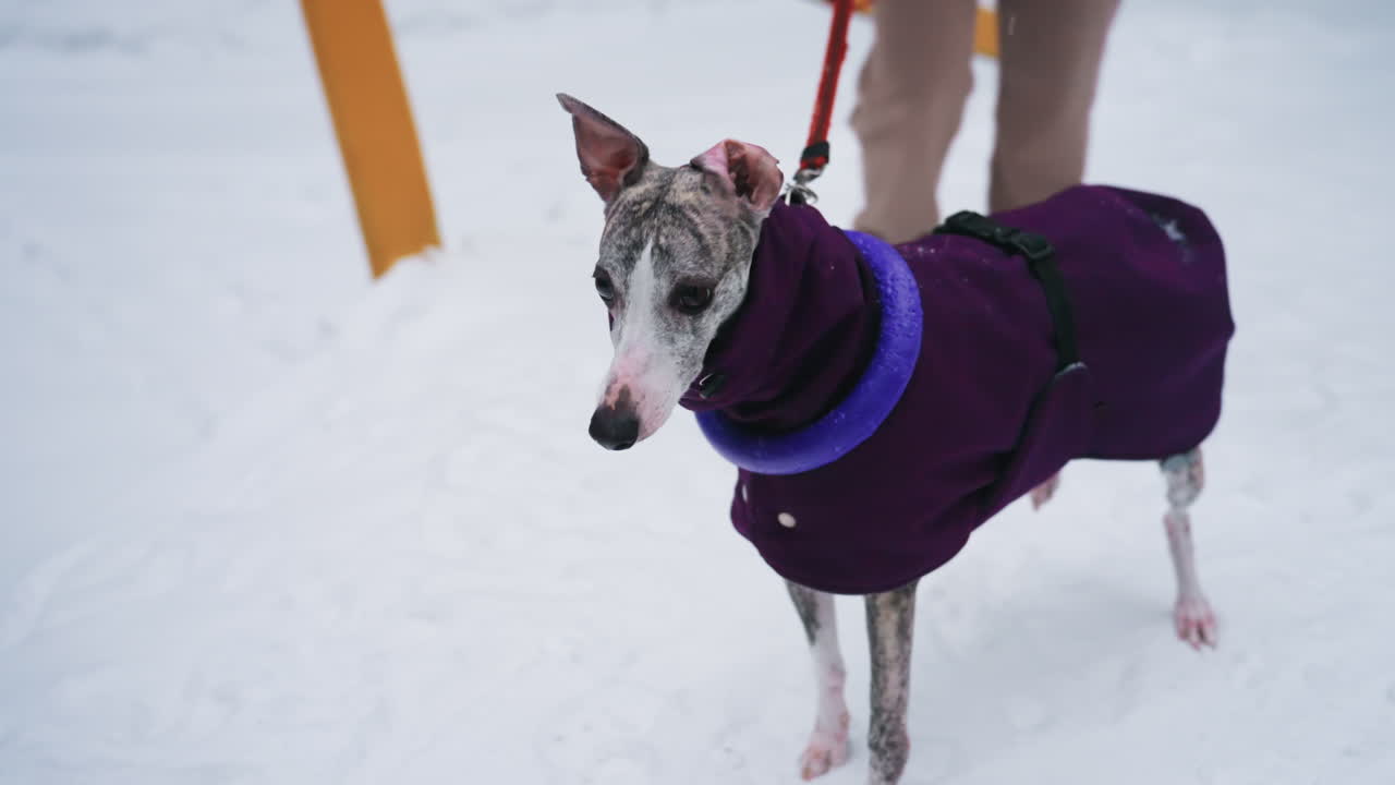 Greyhound dog in purple coat with blue ring toy around neck standing on snowy path beside yellow railing, looking back with alert posture, snowy logs and forest background evoke winter atmosphere