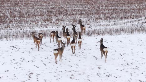 herd of deer in winter landscape, attentively scanning the horizon, slow motion