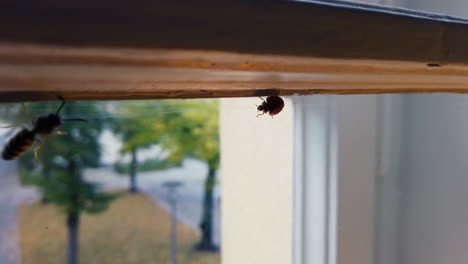 Marienkäfer-Am-Fenster-Trifft-Auf-Gelbjacke-Und-Bleibt-Ruhig-Auf-Seinem-Weg---In-Zeitlupe-Aufgenommen