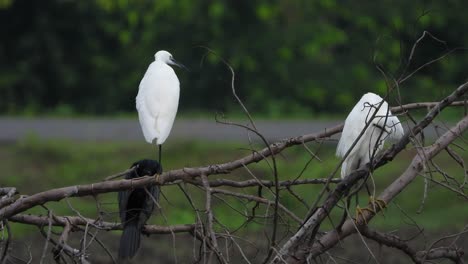 little egrets chilling on tree uhd mp4 4k