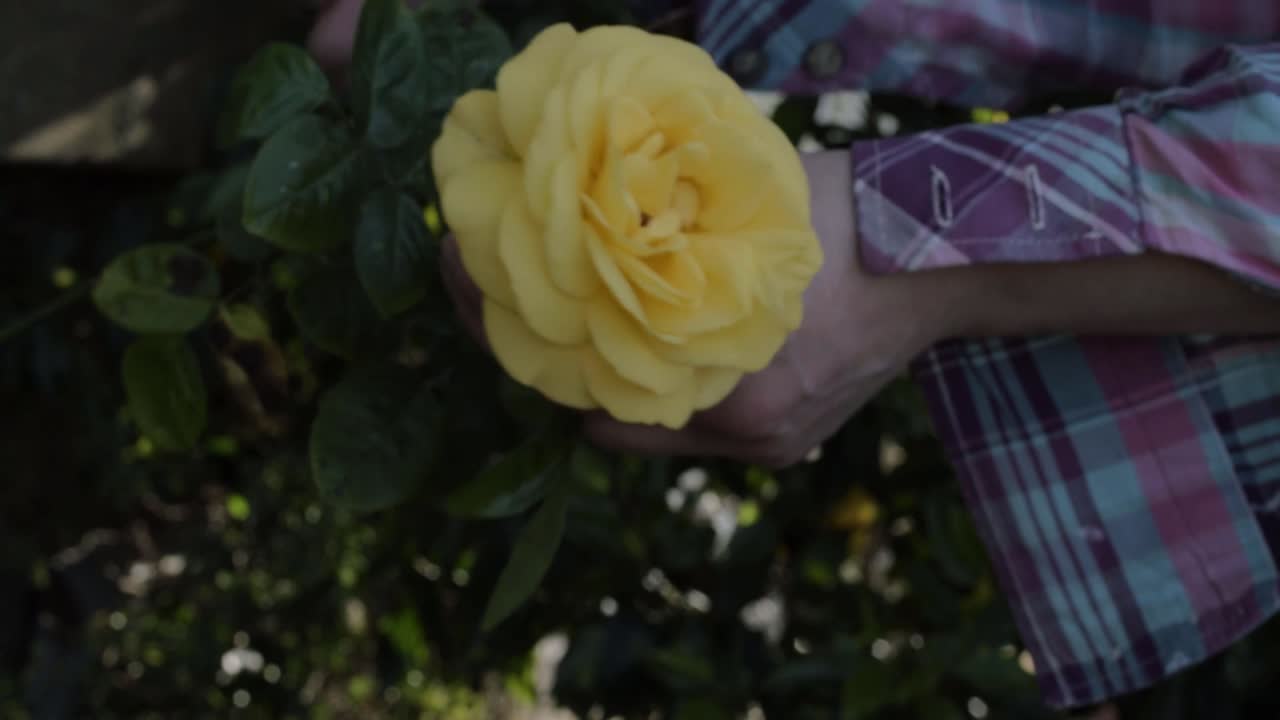 Hands of gardener with yellow rose bush growing outside