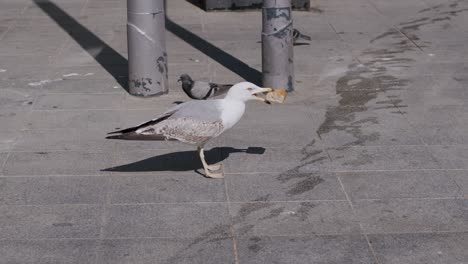 pigeon pecking at food on sunny urban sidewalk, shadow detail