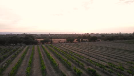 Flugreise-über-Die-üppigen-Weinberge-Mexikos