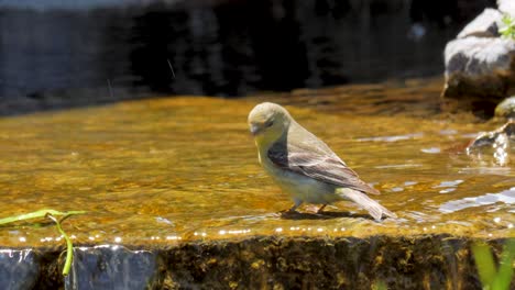 a cute little splashing in the water of a shallow stream