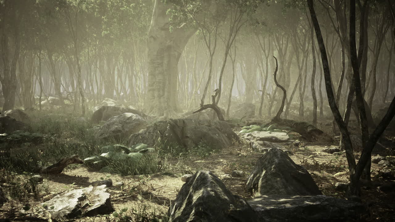 Una foresta misteriosa illuminata da una luce soffusa rivela una bellezza nascosta e calma