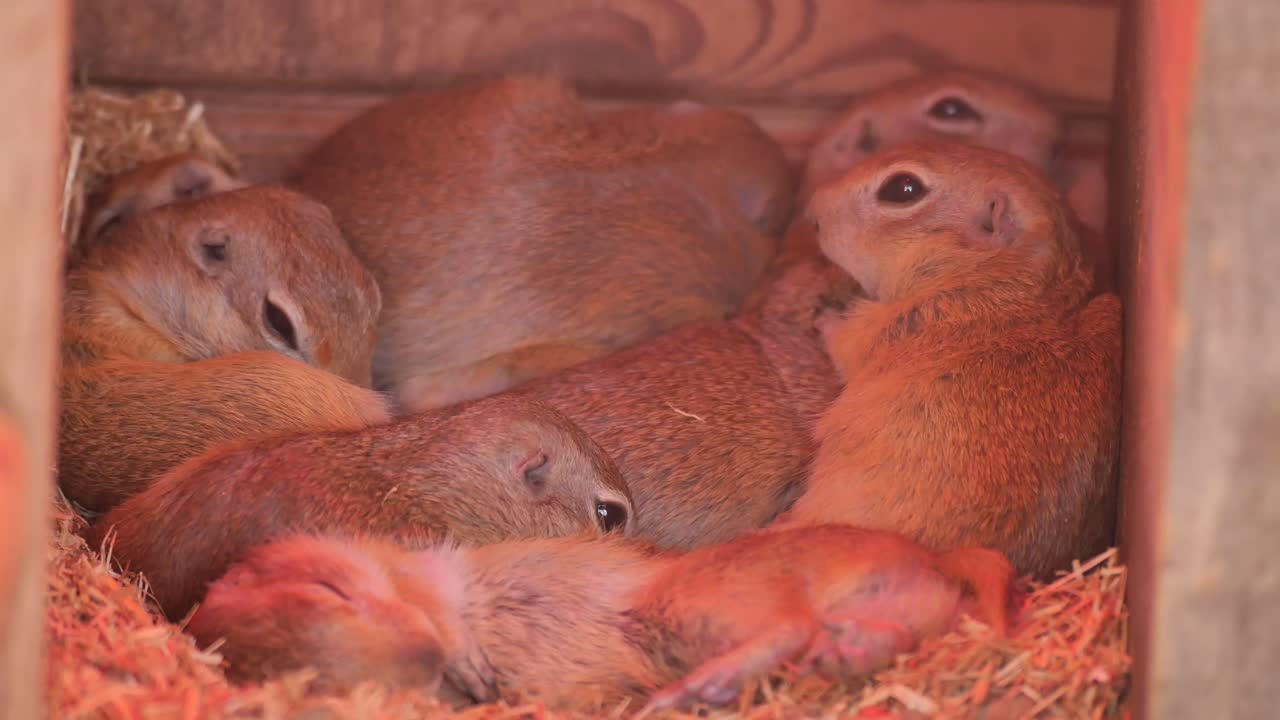 Söpöjä maapikkusieväsiä lämpimässä pesässä ryhmittyneenä