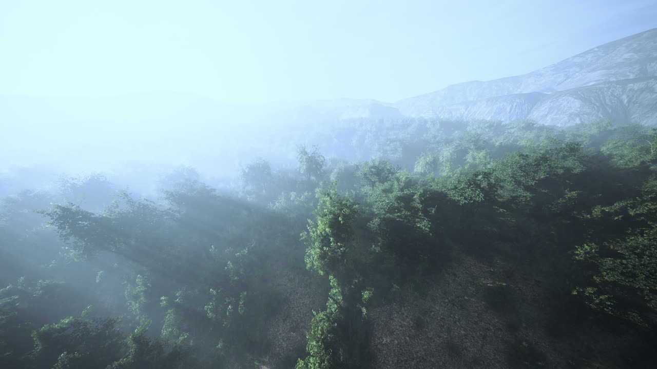 안개가 산의 숲을 감싸고 있습니다.