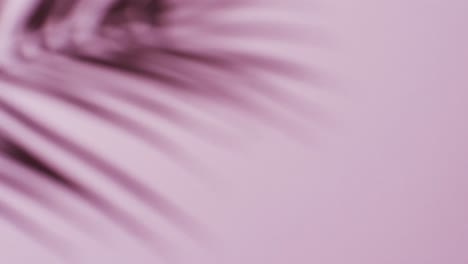 animation of shadow of palm tree leaf moving with copy space over pink background