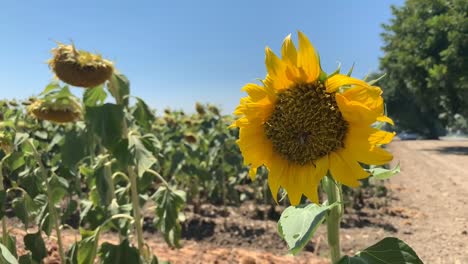 un campo de girasoles en el norte de california durante la última semana de julio.