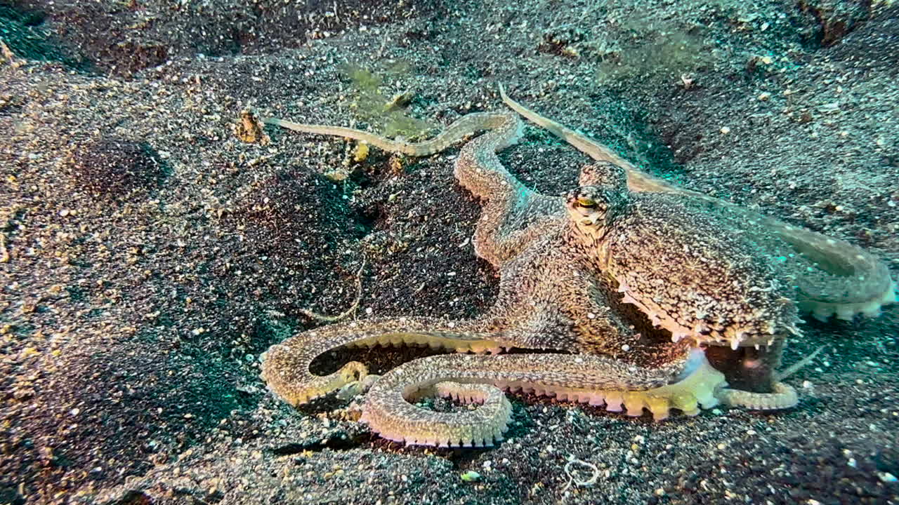 Longarm octopus starts poking in a hole in sandy bottom