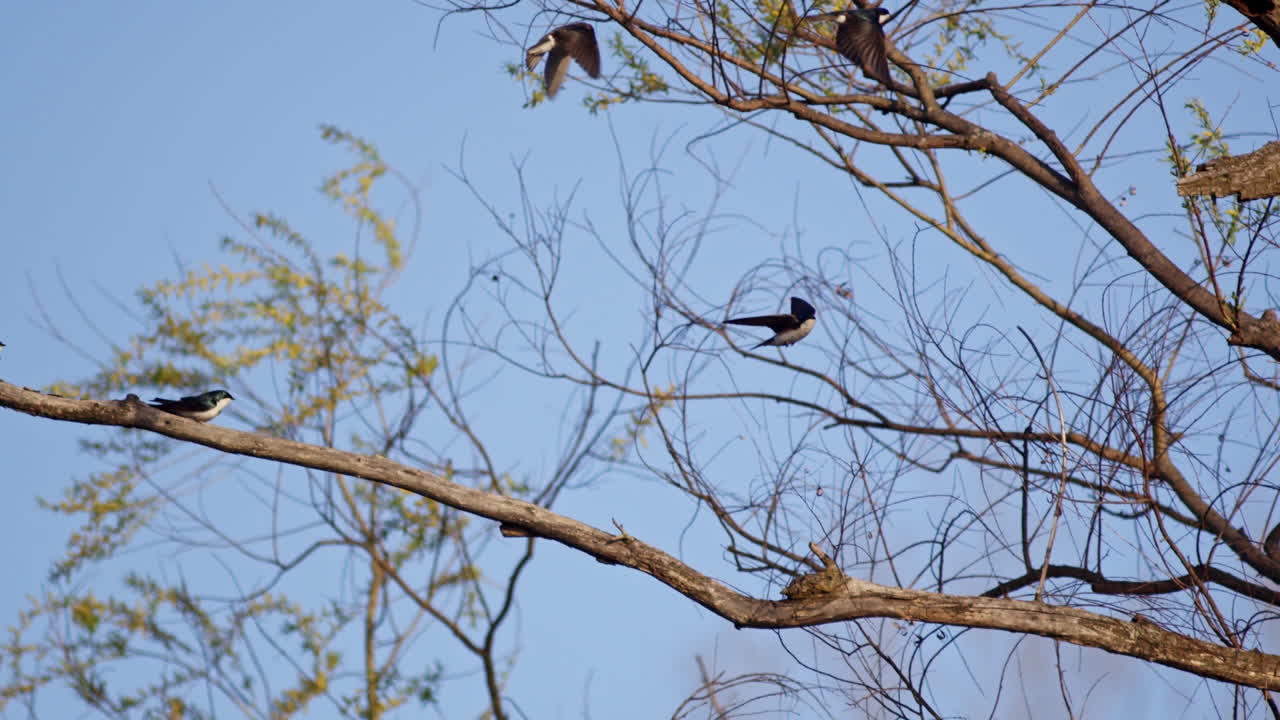 Super slow-mo captures the elegance of purple martins flying in the spring sun.