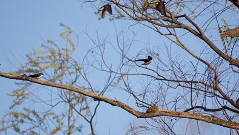super slow-mo captures the elegance of purple martins flying in the spring sun.
