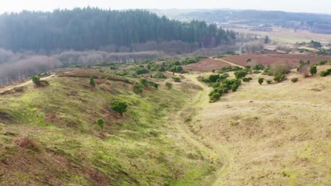 Toma-Aérea-De-Un-Hermoso-Bosque-En-Dinamarca