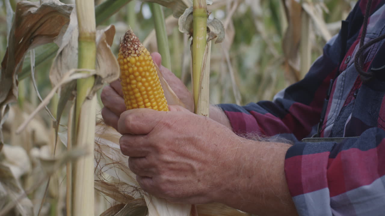 Elderly Farmer Peeling Corn in Field. Senior man removing leaves from corn then kissing plant while working in agricultural field
