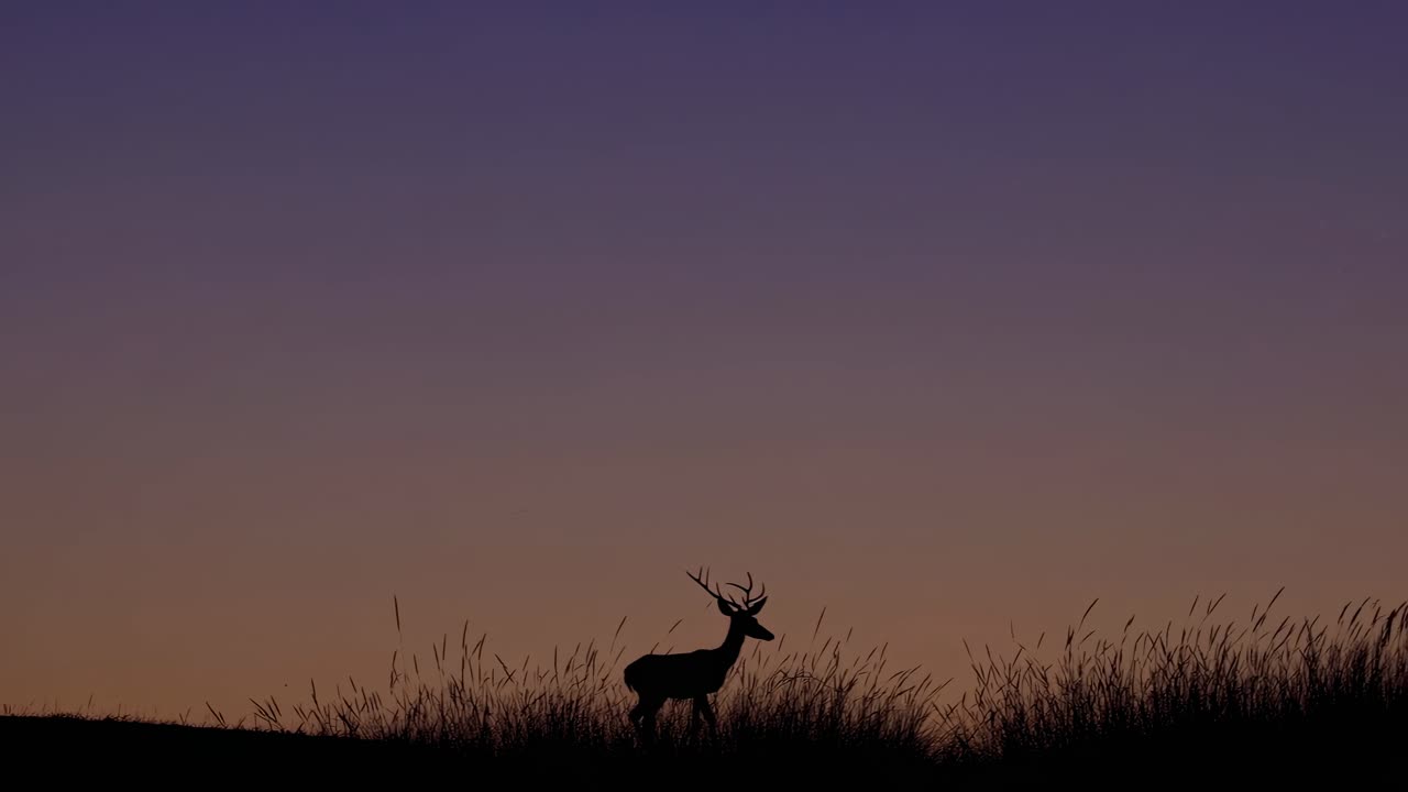 Silhouette of a deer at sunset, captured from a low angle. The serene landscape evokes a peaceful