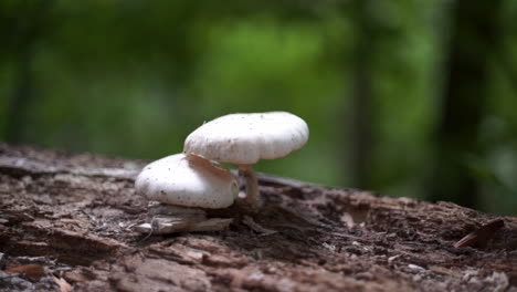 Primer-Plano-De-Un-Hongo-Blanco-En-Un-Bosque-Sueco-Con-Fondo-Borroso