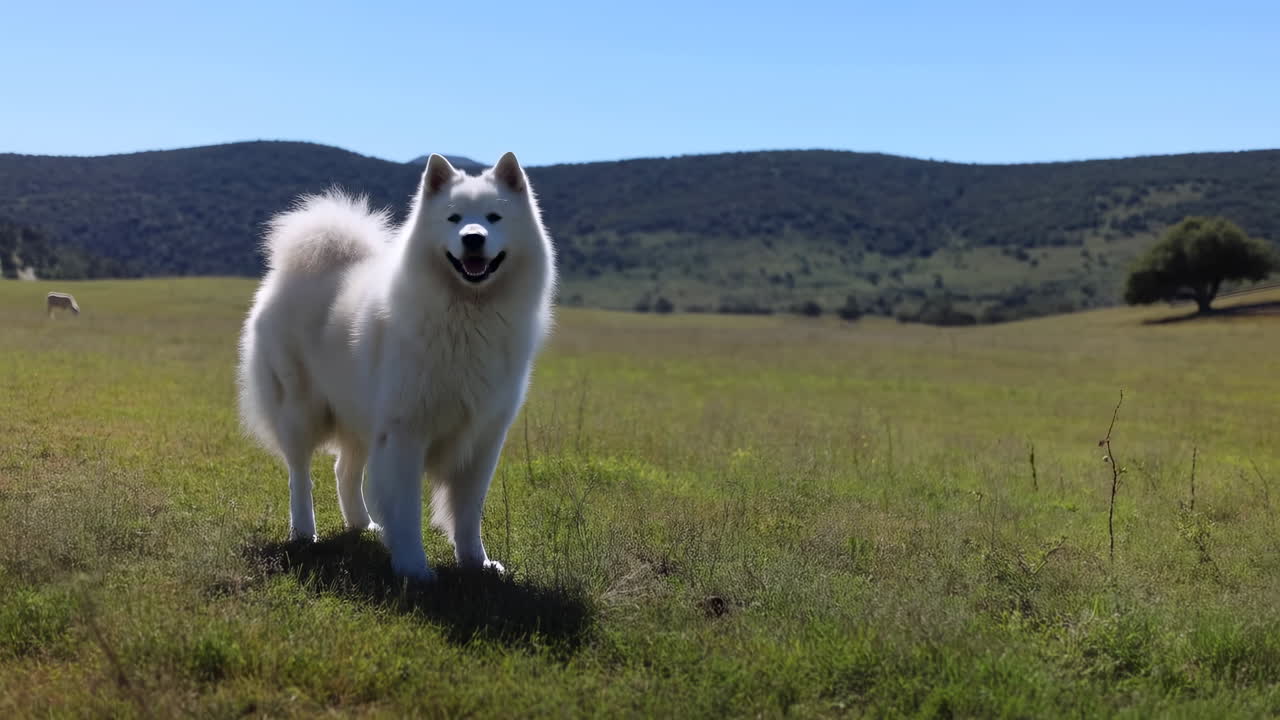 Fröhlicher Samojede-Hund, der auf einem sonnigen, grünen Feld spazieren geht