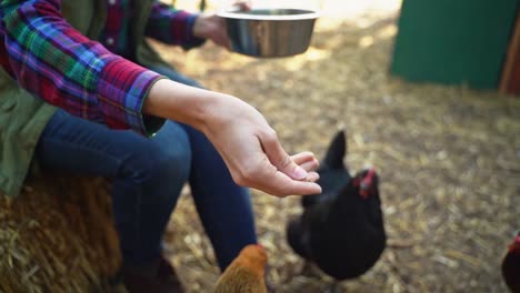 retired woman on a farm feeding her pet chickens as a pastime or hobby enjoying her spare time