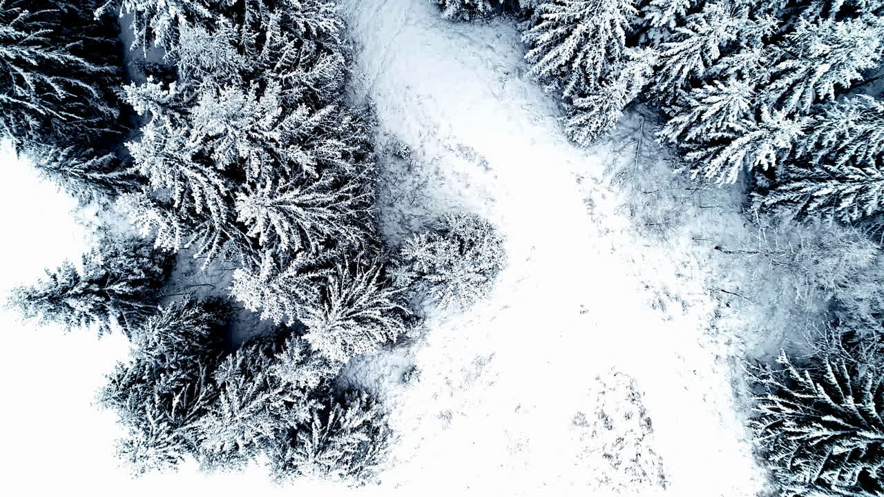 vista aérea de drones sobre el bosque cubierto de nieve y las copas de los árboles congelados en un frío día de invierno