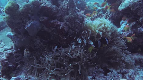 2-Clownfish-hiding-in-an-anemone-in-the-Indian-Ocean