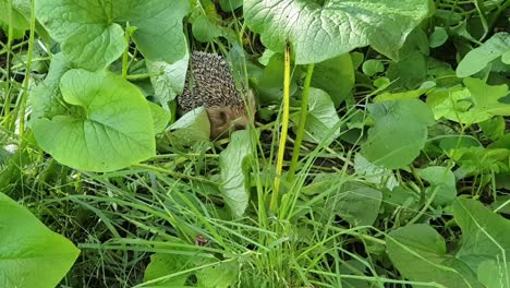 Freundlicher-Igel-Kommt-Aus-Dem-Grünen-Busch,-Um-Sich-Umzusehen-Und-Hallo-Zu-Sagen