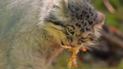 El-Gato-De-Pallas-(otocolobus-Manul),-También-Conocido-Como-Manul,-Es-Un-Pequeño-Gato-Salvaje-Con-Un-Pelaje-Largo-Y-Denso-De-Color-Gris-Claro-Y-Orejas-Redondeadas-De-Inserción-Baja-A-Los-Lados-De-La-Cabeza.