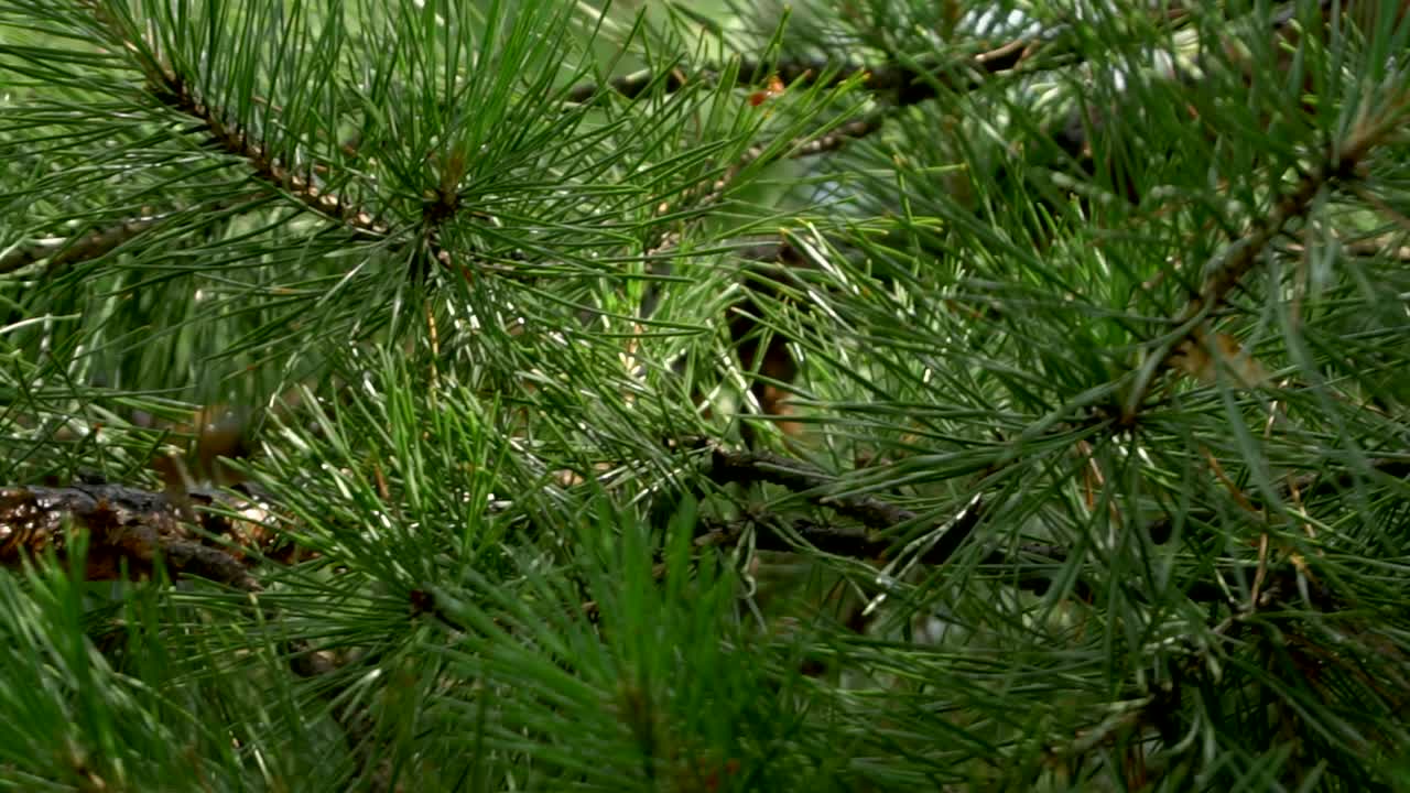 靠近松树枝的照片