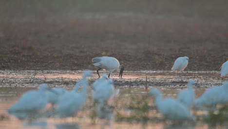 El-Ibis-De-Cabeza-Negra-Pescando-En-Un-Estanque-Con-Garcetas.