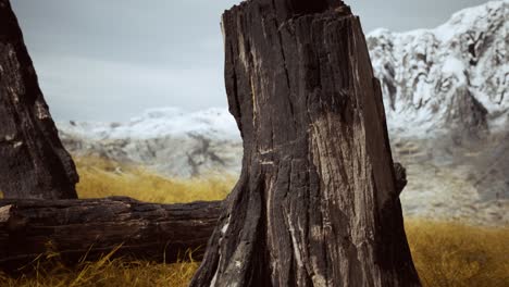 burnt-tree-logs-after-forest-fire