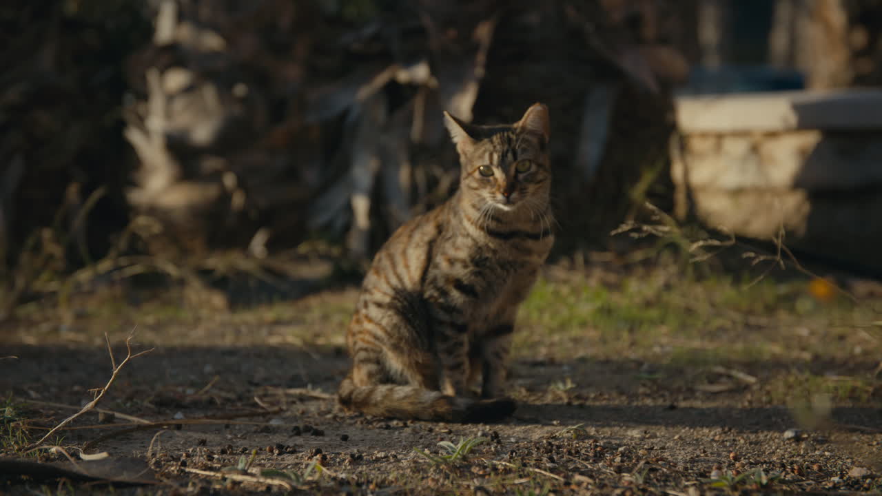 A stunning stray cat sits calmly in golden hour light, surrounded by dry grass as a soft wind moves through the scene