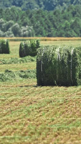 la bala de heno se enrolla en un campo verde exuberante