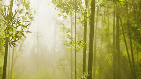 Bosque-De-Bambú-Mostrando-Su-Verdor