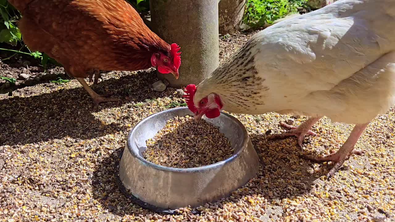 Aufnahme von oben von Hühnern, die draußen zusammen Körner aus einer Metallschale picken