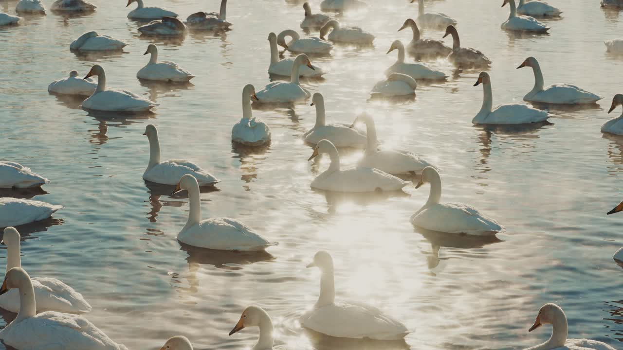 Flock of Swans on a Cold Morning